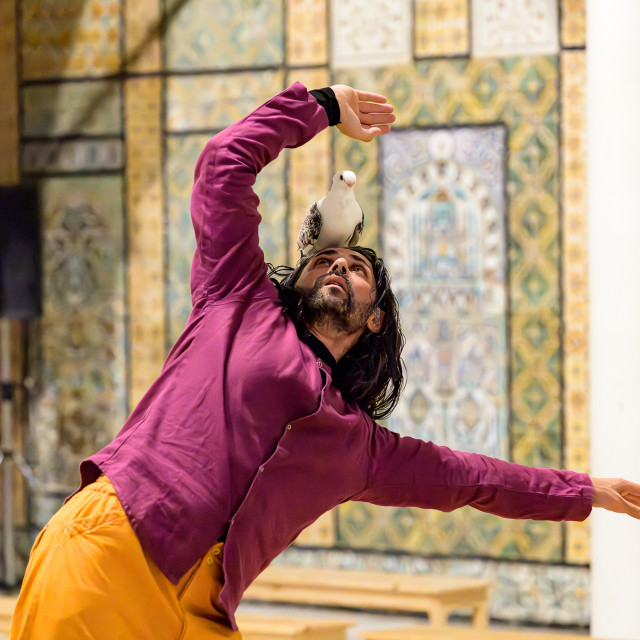 Ici est lancée une ronde d’espèces voisines, une danse de compagnie où les consciences du corps et de l’espace de deux pigeons s’ajustent avec celles du danseur et chorégraphe tunisien Sofiane Ouissi.